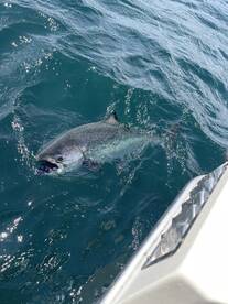 Largest Chinook of the Year So FR1