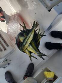 Panama City Report Photo 2