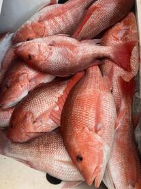 Venice Report Photo 2