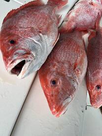 Venice Report Photo 1