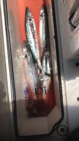 7 hour king mackerel