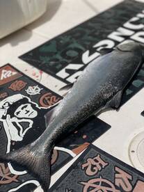 Seattle Report Photo 2