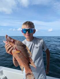 Hogfish!