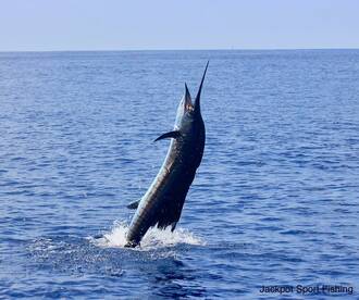 Quepos Report Photo 1