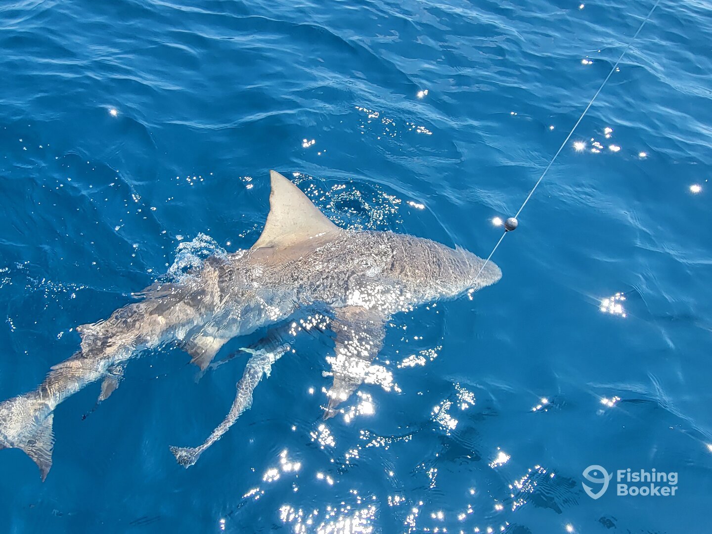 St. Simons Island Report Photo 0