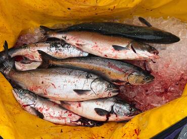 Fishing pinks with a mix of coho is goin