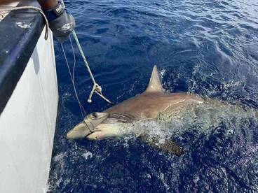 Hammerhead shark released