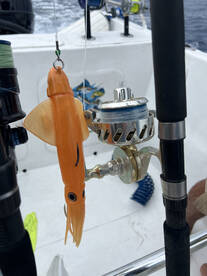 Nicoya Report Photo 1