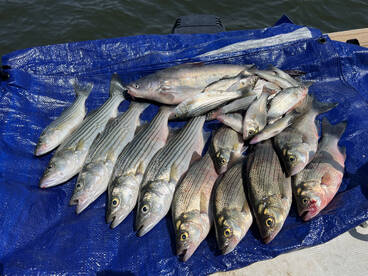 Sand Springs Report Photo 1