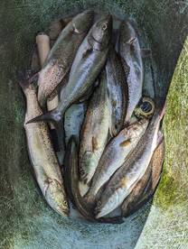 Santa Rosa Beach Report Photo 1