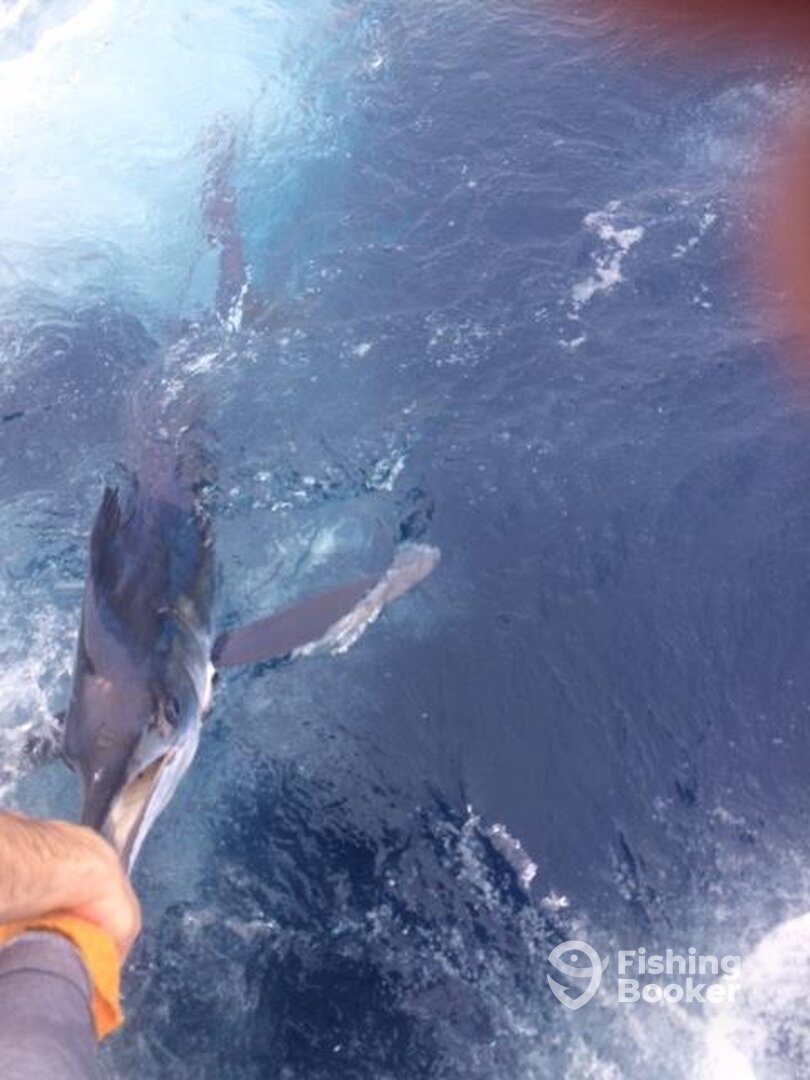 White Marlin Release