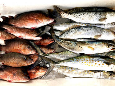 Tampa Report Photo 2