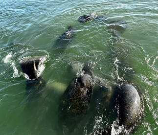 Tampa Report Photo 1