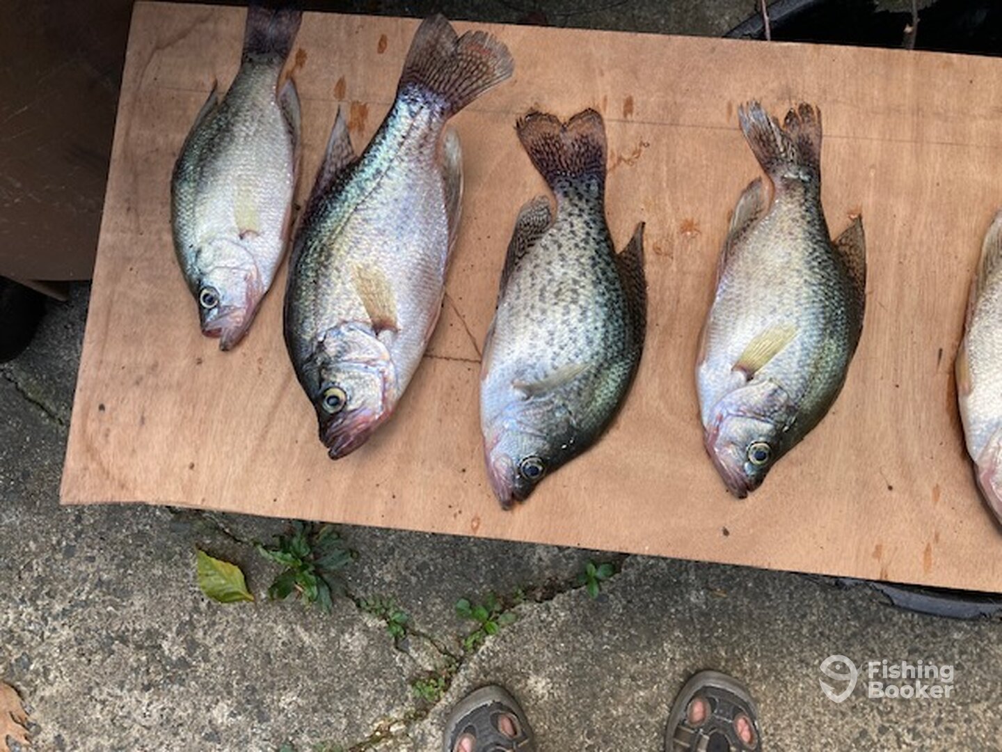 Randleman Report Photo 0