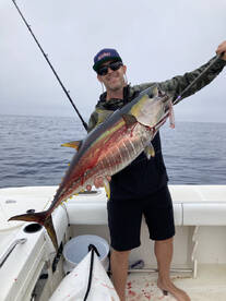 Yellowfin and bluefin tuna 