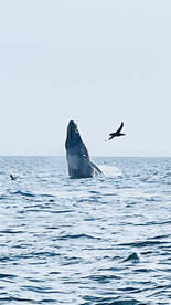 Truro Report Photo 2