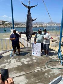 Cabo San Lucas Report Photo 1