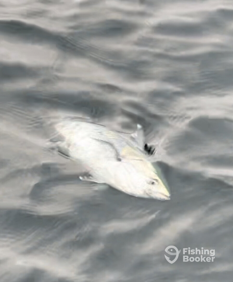 Narragansett Report Photo 0