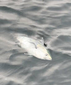 Northeast light tackle Grand Slam!