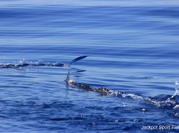 Quepos Report Photo 1