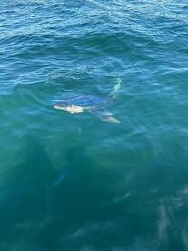 Salem Report Photo 2