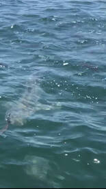 Fishing is as Hot as the temperture.