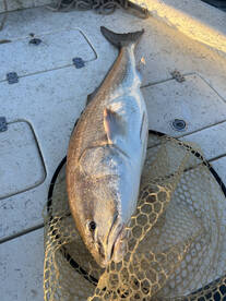 Beaufort Report Photo 2