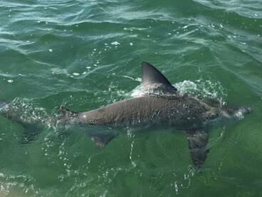 Ramrod Key Report Photo 2