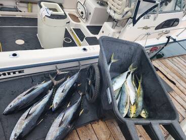 Tuna, Yellowtail, mahimahi 