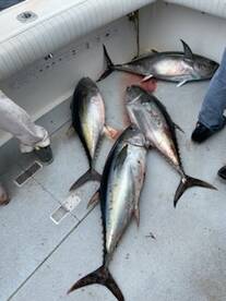Wide open Yellowfin Tuna