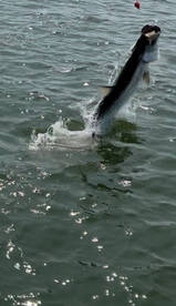 Venice Report Photo 2