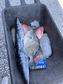 Shalimar Report Photo 1