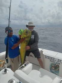 Nice  big Bull Dorado Mahi Mahi
