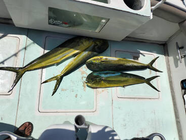 Cabo San Lucas Report Photo 2