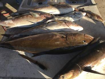 Pensacola Report Photo 2