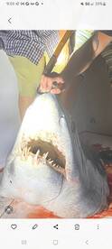827 pound Mako Shark