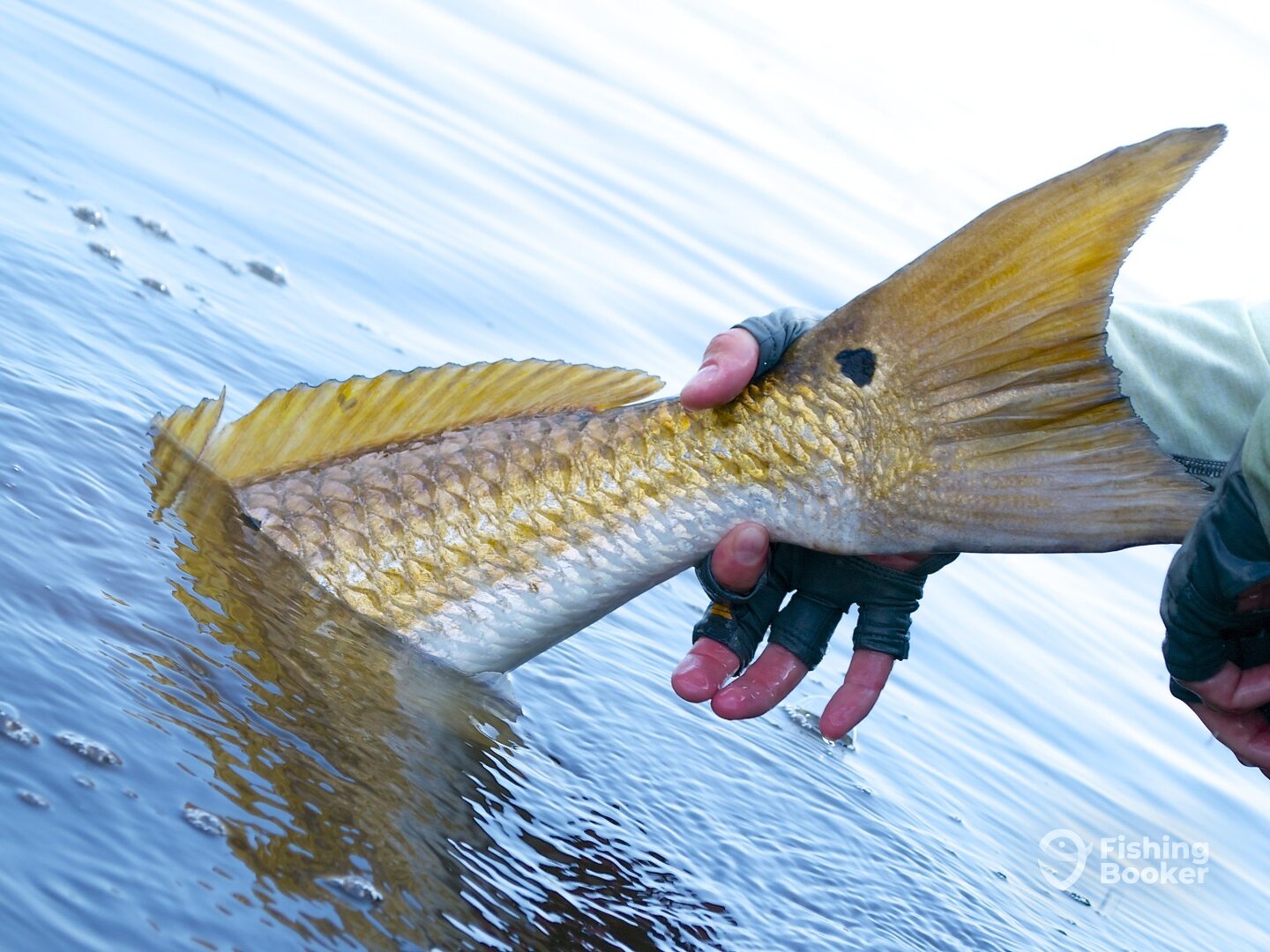 Cape Coral Report Photo 0