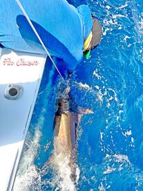 Cabo San Lucas Report Photo 1