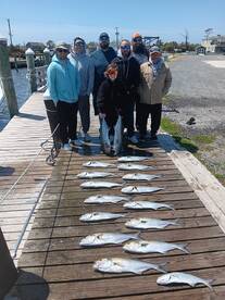 Big bluefish show up today