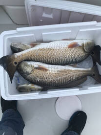 Lots of Redfish around in the shallows! 