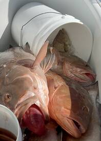 Treasure Island Report Photo 2