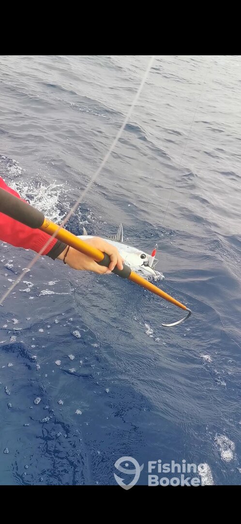 Puna'auia Report Photo 0