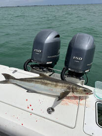 Fall Cobia are here !  