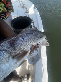 Hilton Head Island Report Photo 2