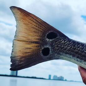 Bonita Springs Report Photo 1