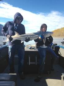 Sturgeon madness in March/April 2017 