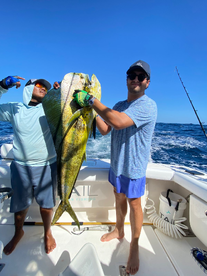 Bull Mahi