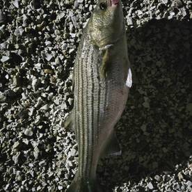 Bridge Hopping is really getting good!