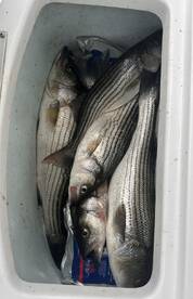 Baltimore Report Photo 2