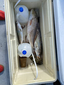 Pb Redfish and Speckled Trout